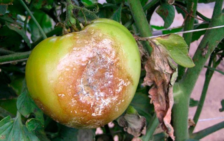 Late blight (late blight) on tomatoes: photos, control methods