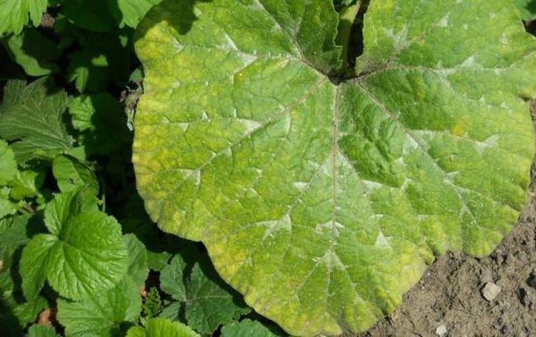 White spots on cucumber leaves and methods of dealing with them