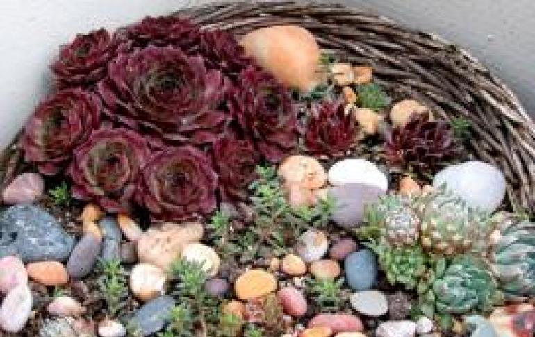 Succulents: care at home, photo How to replant succulents at home