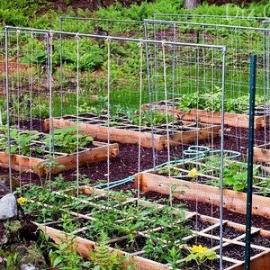 Hur man bäst binder gurkor i öppen mark: design och metoder för att binda Hur man binder gurkor utomhus