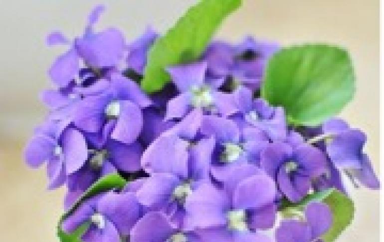 Drömtolkning vit violett blommade