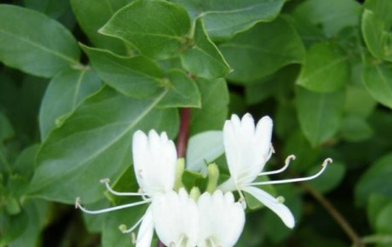 Jasmine plant - types, description, care and cultivation