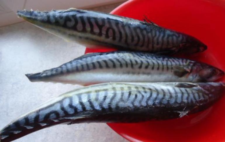 Canned mackerel at home, recipes