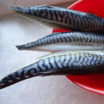 Canned mackerel at home, recipes