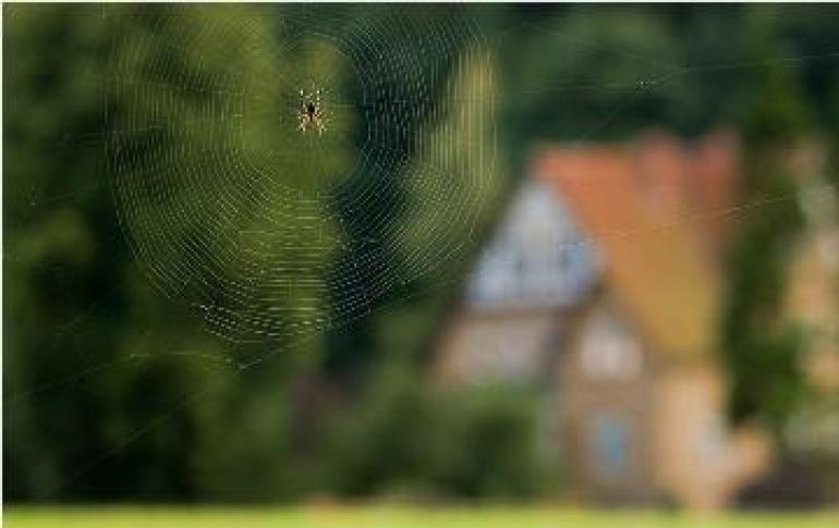 Spindel - de mest exakta tecknen och vidskepelserna
