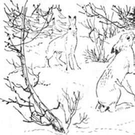 Who wrote the story of the hares