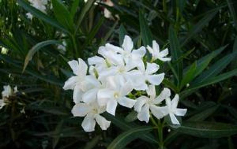 Indoor oleander propagation and care at home