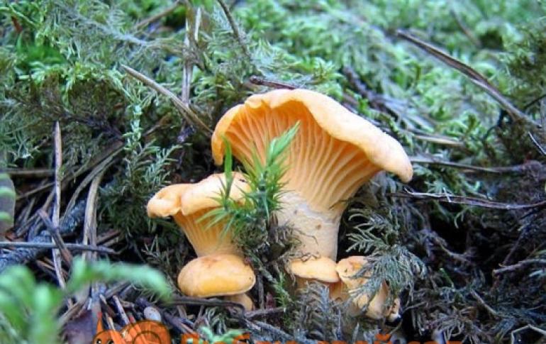 Chanterelle mushrooms: photos and descriptions of edible and false chanterelles, main differences