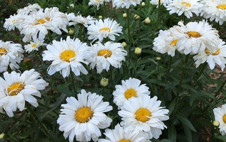 Perennial garden daisies: description of varieties, photos, planting and care Royal chamomile