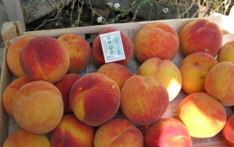 Vilka sorter av persikor ska odlas i landet Sena sorter av persikor: beskrivning av sorter