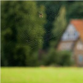 Spider - the most accurate signs and superstitions